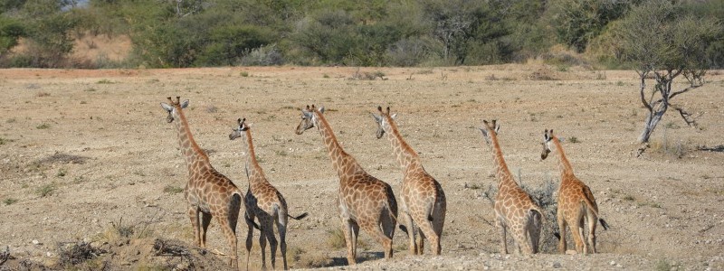 Giraffe_Girafe_2.jpg