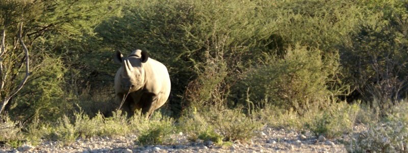 Nashorn_Rhino_2.jpg